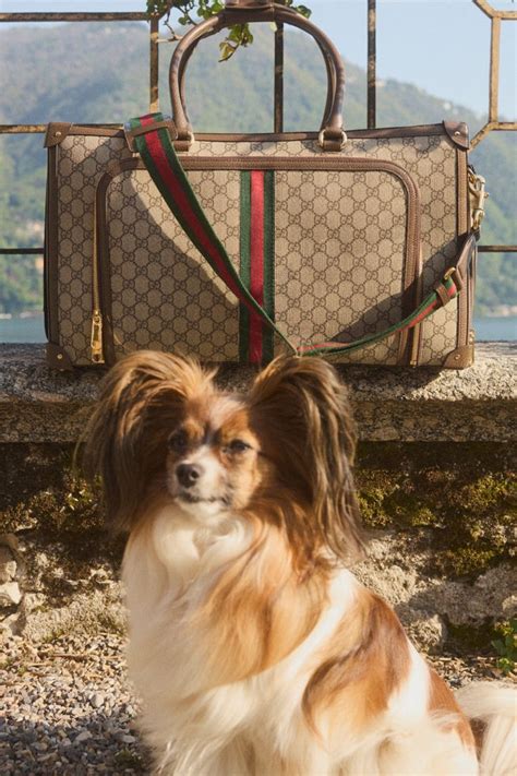 gucci pets|Gucci pet products.